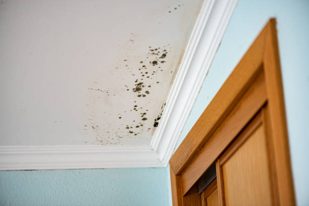 Best Commercial Mold Remediation in Holden, MO